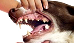 歯・口腔内の疾患